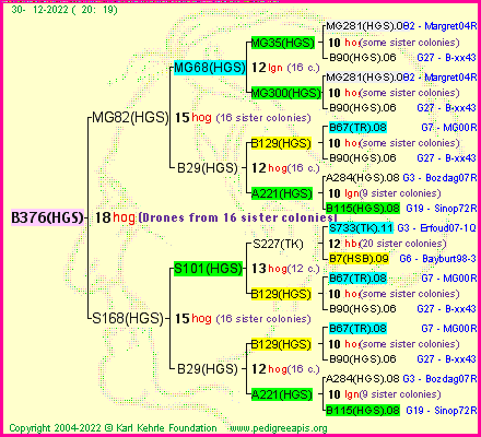 Pedigree of B376(HGS) :
four generations presented
it's temporarily unavailable, sorry!