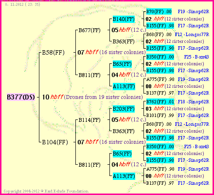 Pedigree of B377(DS) :
four generations presented