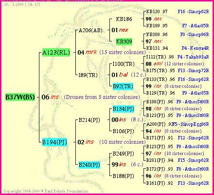 Pedigree of B37W(BS) :
four generations presented