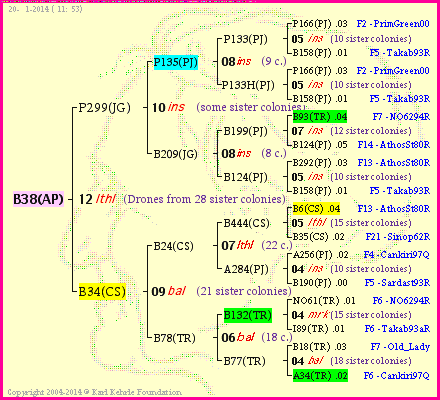 Pedigree of B38(AP) :
four generations presented