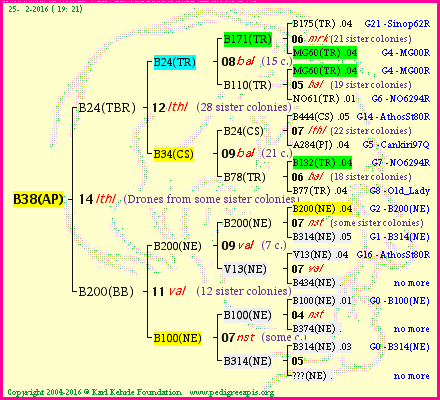 Pedigree of B38(AP) :
four generations presented