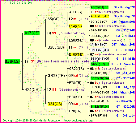 Pedigree of B38(CS) :
four generations presented
it's temporarily unavailable, sorry!