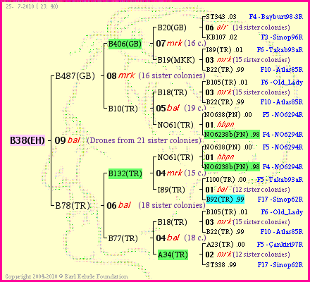 Pedigree of B38(EH) :
four generations presented