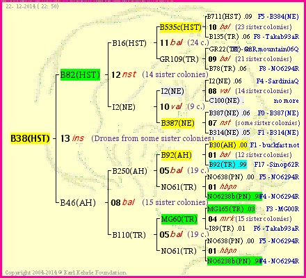 Pedigree of B38(HST) :
four generations presented