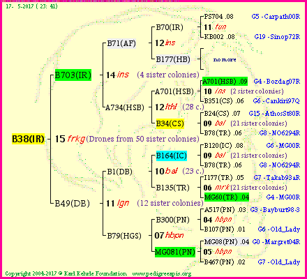 Pedigree of B38(IR) :
four generations presented