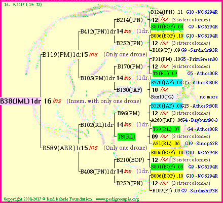 Pedigree of B38(JML)1dr :
four generations presented
it's temporarily unavailable, sorry!