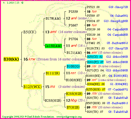 Pedigree of B38(KK) :
four generations presented