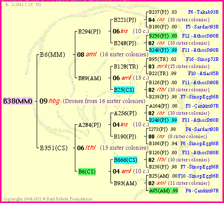 Pedigree of B38(MM) :
four generations presented