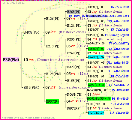 Pedigree of B38(PM) :
four generations presented