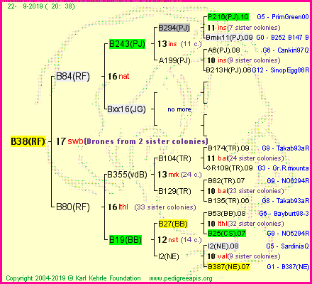 Pedigree of B38(RF) :
four generations presented<br />it's temporarily unavailable, sorry!