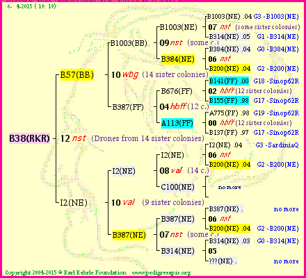 Pedigree of B38(RKR) :
four generations presented