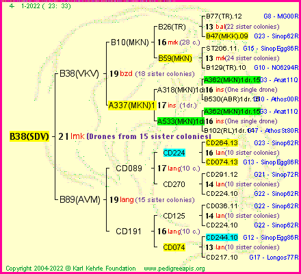 Pedigree of B38(SDV) :
four generations presented
it's temporarily unavailable, sorry!