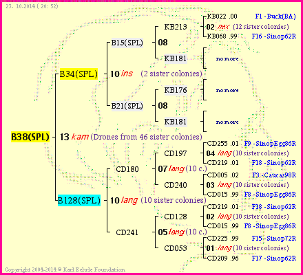 Pedigree of B38(SPL) :
four generations presented