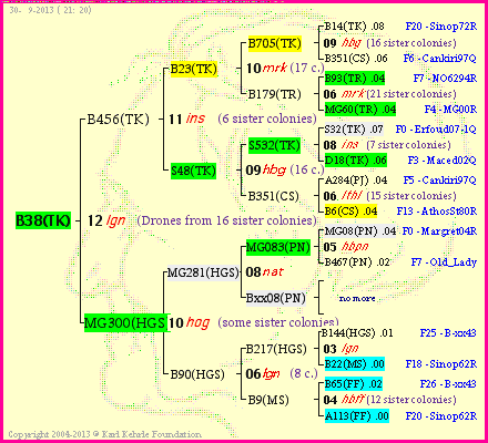 Pedigree of B38(TK) :
four generations presented