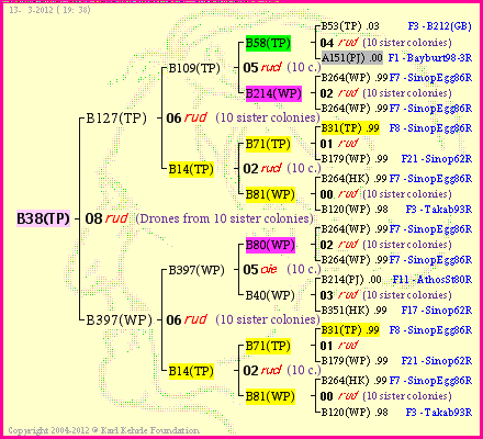 Pedigree of B38(TP) :
four generations presented