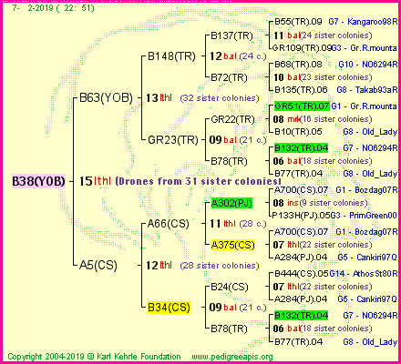 Pedigree of B38(YOB) :
four generations presented<br />it's temporarily unavailable, sorry!