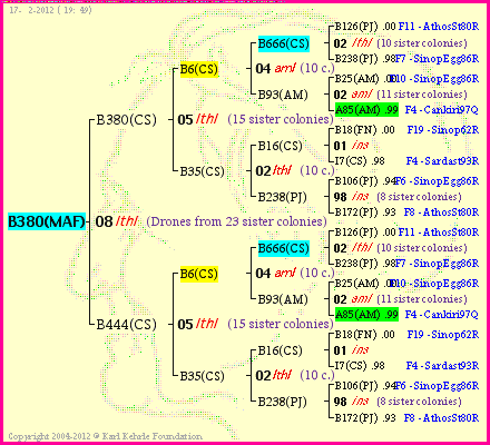 Pedigree of B380(MAF) :
four generations presented