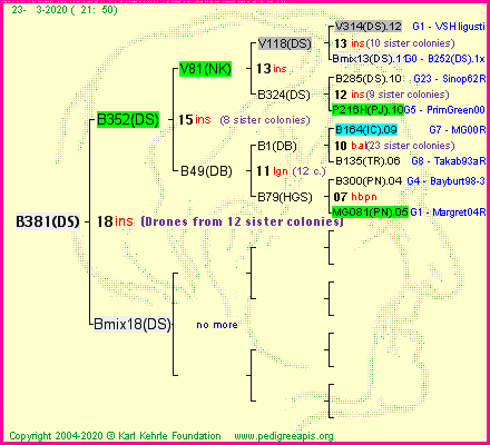 Pedigree of B381(DS) :
four generations presented
it's temporarily unavailable, sorry!