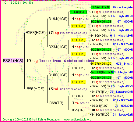 Pedigree of B381(HGS) :
four generations presented
it's temporarily unavailable, sorry!