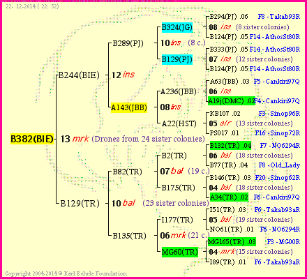 Pedigree of B382(BIE) :
four generations presented