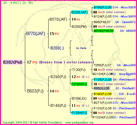 Pedigree of B382(PM) :
four generations presented
it's temporarily unavailable, sorry!