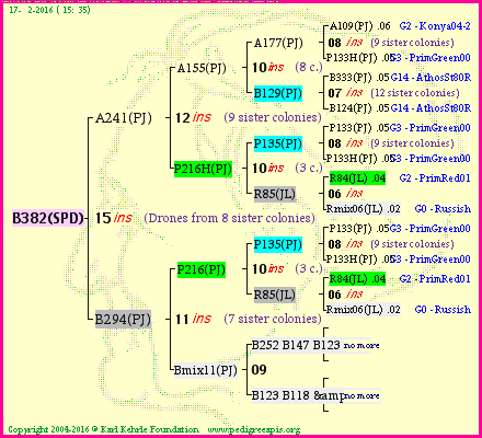 Pedigree of B382(SPD) :
four generations presented