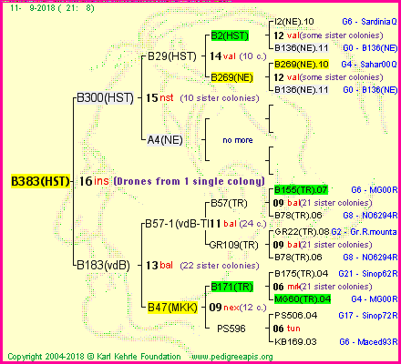 Pedigree of B383(HST) :
four generations presented