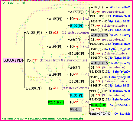 Pedigree of B383(SPD) :
four generations presented