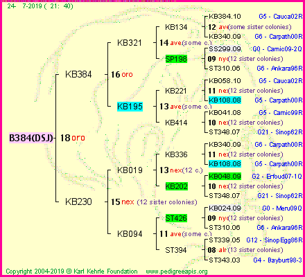 Pedigree of B384(DSJ) :
four generations presented<br />it's temporarily unavailable, sorry!