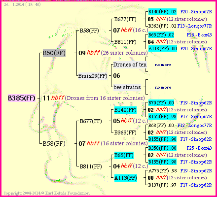 Pedigree of B385(FF) :
four generations presented