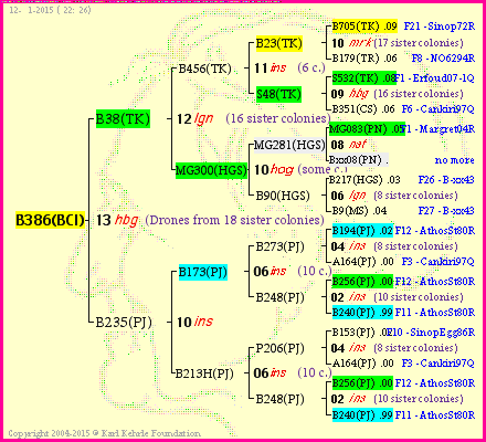 Pedigree of B386(BCI) :
four generations presented