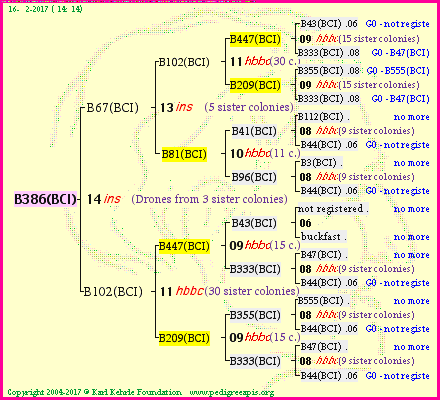 Pedigree of B386(BCI) :
four generations presented