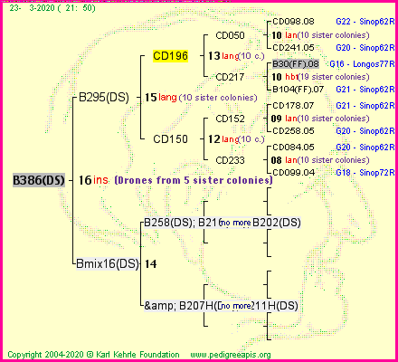 Pedigree of B386(DS) :
four generations presented
it's temporarily unavailable, sorry!