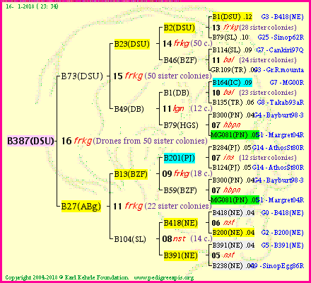 Pedigree of B387(DSU) :
four generations presented