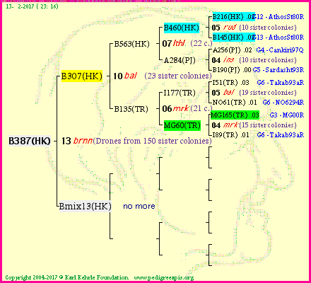 Pedigree of B387(HK) :
four generations presented