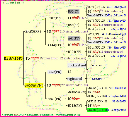 Pedigree of B387(TSP) :
four generations presented