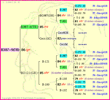 Pedigree of B387-9(TR) :
four generations presented