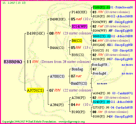 Pedigree of B388(HK) :
four generations presented