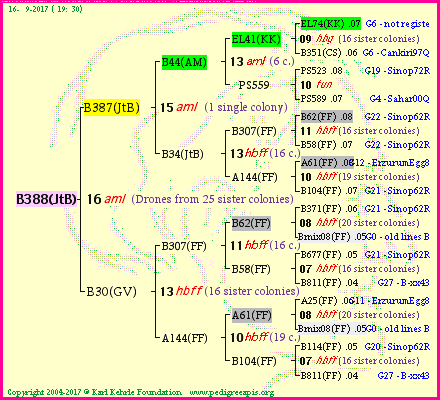 Pedigree of B388(JtB) :
four generations presented