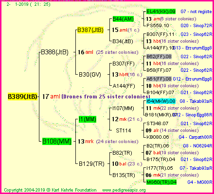 Pedigree of B389(JtB) :
four generations presented<br />it's temporarily unavailable, sorry!