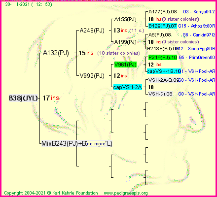 Pedigree of B38j(JYL) :
four generations presented
it's temporarily unavailable, sorry!