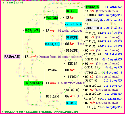 Pedigree of B38r(AB) :
four generations presented