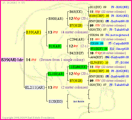 Pedigree of B39(AR)1dr :
four generations presented