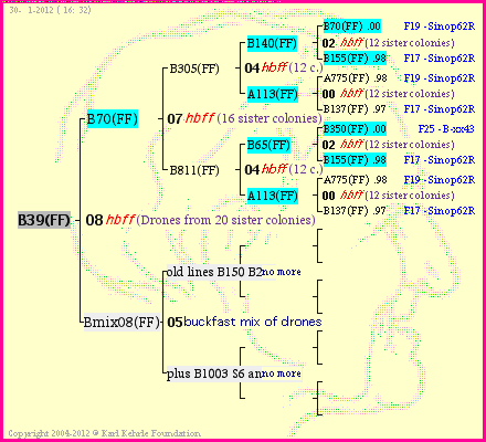 Pedigree of B39(FF) :
four generations presented