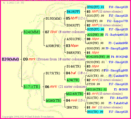 Pedigree of B39(MM) :
four generations presented