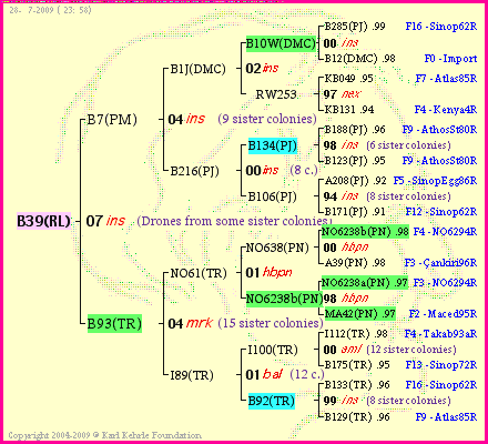 Pedigree of B39(RL) :
four generations presented