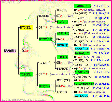 Pedigree of B39(RL) :
four generations presented