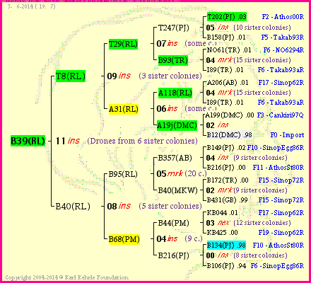 Pedigree of B39(RL) :
four generations presented