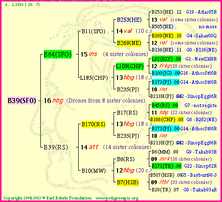 Pedigree of B39(SFO) :
four generations presented