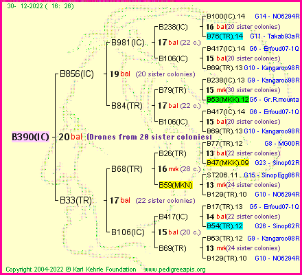 Pedigree of B390(IC) :
four generations presented
it's temporarily unavailable, sorry!